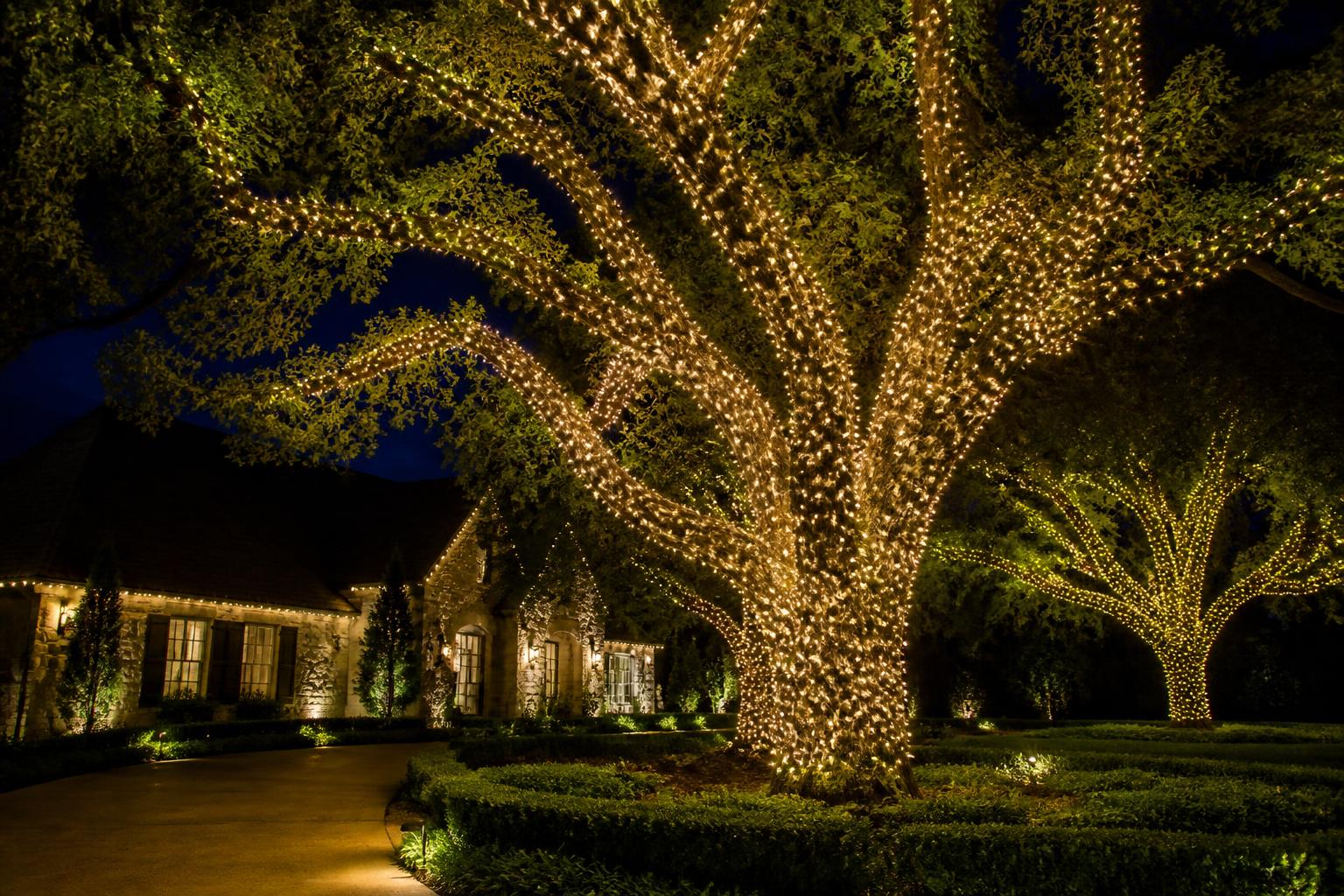 Mature oak trees professionally wrapped trunk to branch in warm white mini lights in front of an upscale stone home